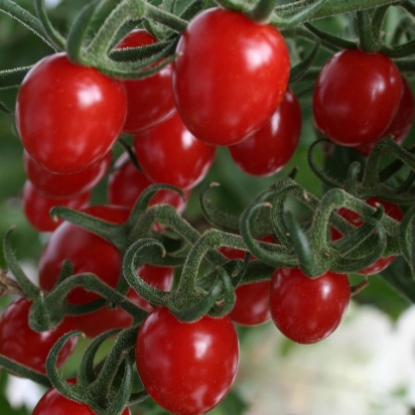 Picture of Tomato Sungrape F1